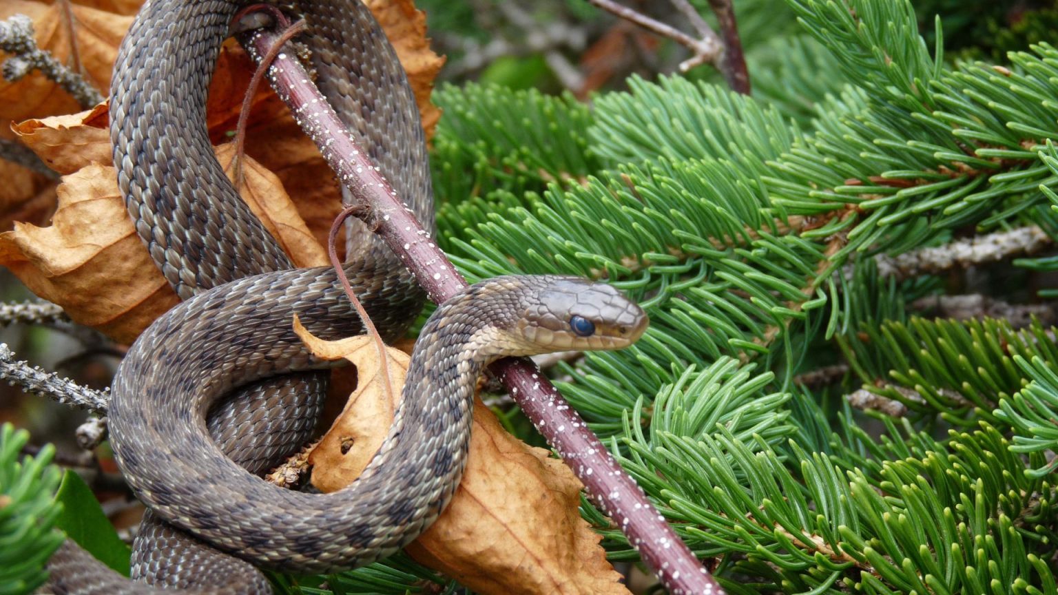 Encountering a Snake in Your House Safety, Prevention, and Removal