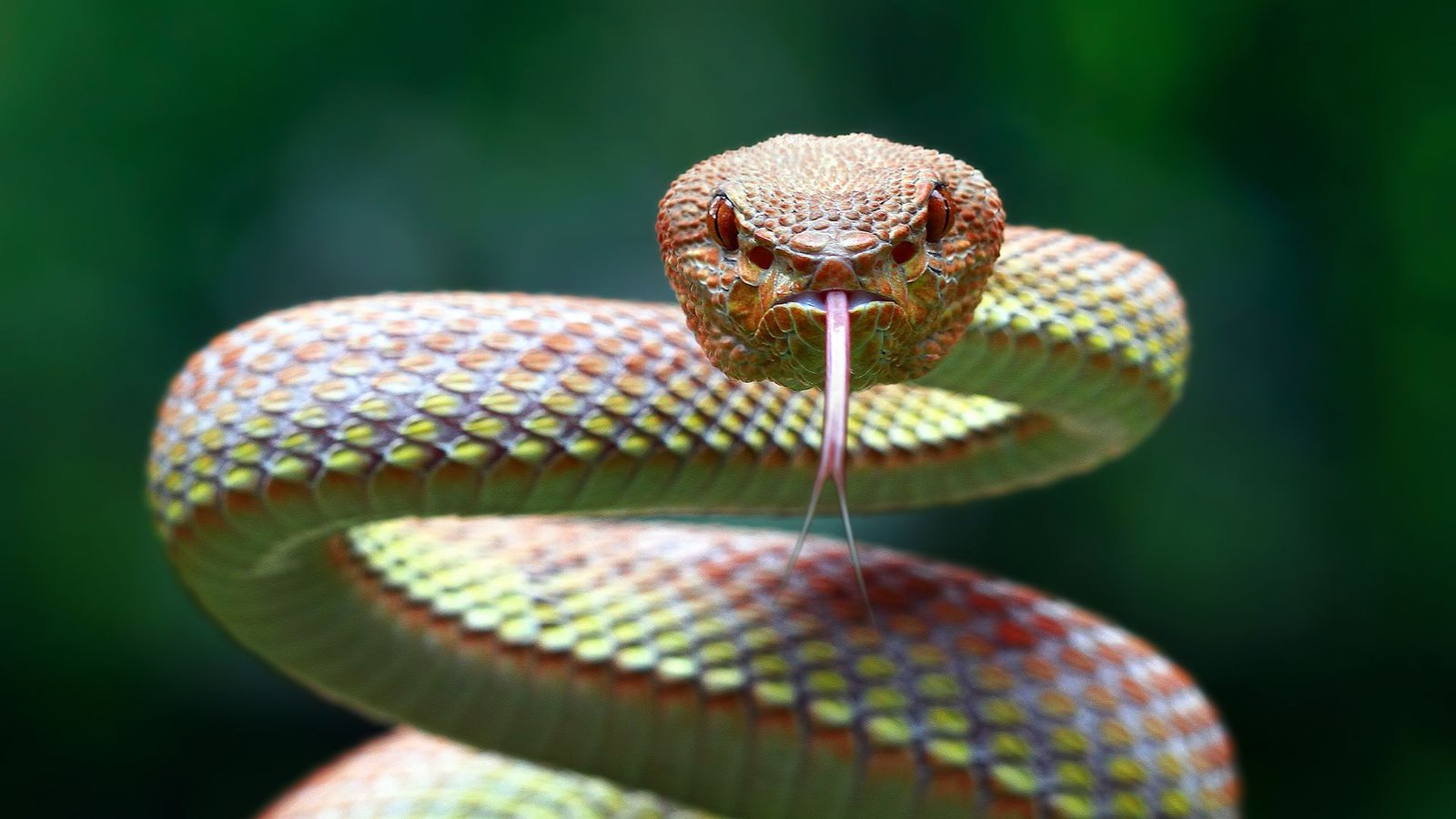 Distinguishing Venomous And Non Venomous Snakes Your Safety Guide Distinguishing Venomous And Non Venomous Snakes Your Safety Guide